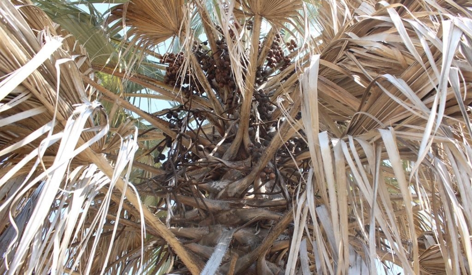 IMG_4268-Copy-1024x683